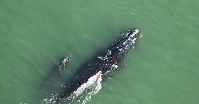 A North Atlantic right whale and calf seen on March 22, 2019.