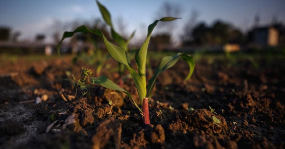 While nutritious diets, healthy populations, pollution remediation, and even climate change mitigation all depend, at least in part, on soil biodiversity, society is not doing enough to preserve this crucial resource, the U.N. warned. (Photo: Jonas Gratzer/LightRocket via Getty Images)