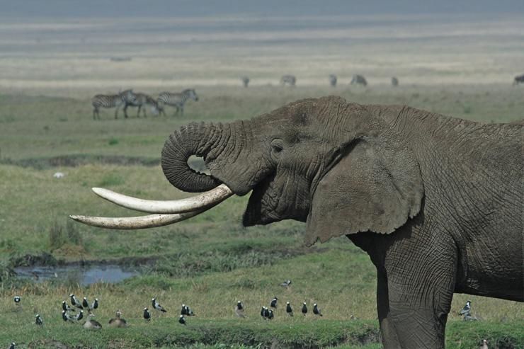 Tanzanian Elephant