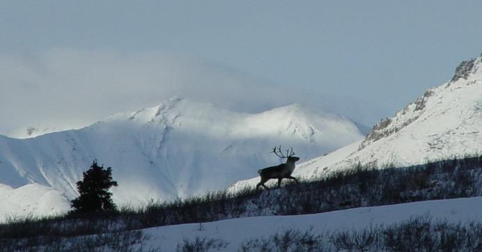 A member of the Porcupine caribou herd