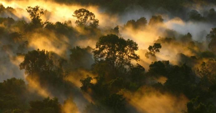 Amazon forest canopy at dawn in Brazil.
