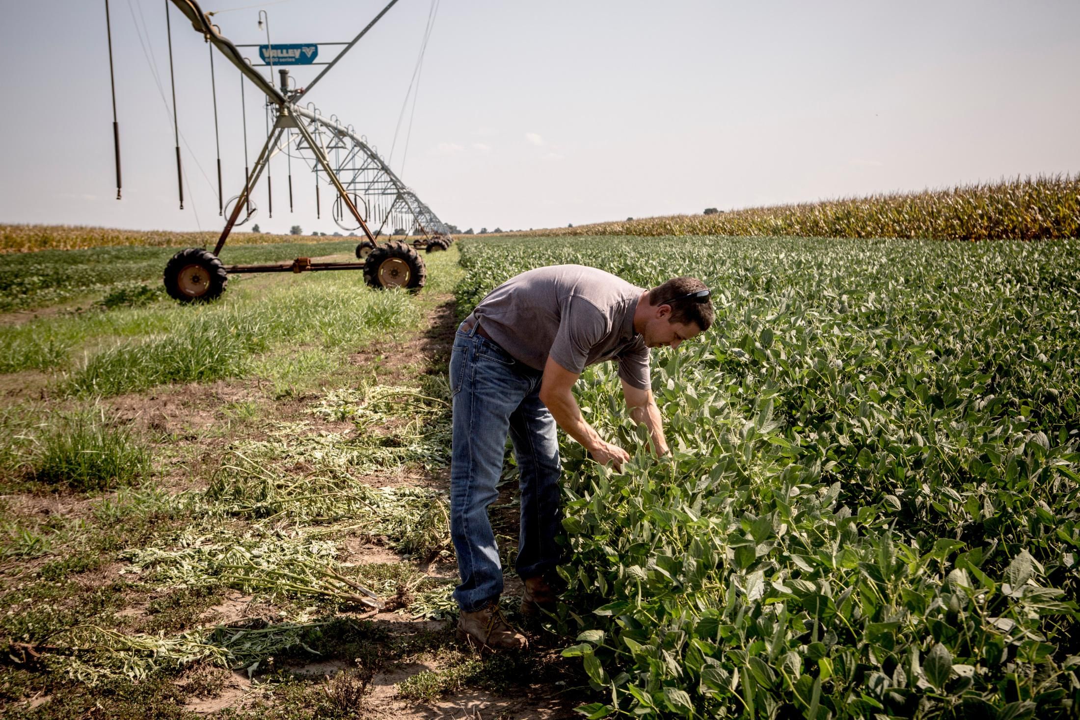 Brad Rose looks at rows of soybean plants that show signs of having been affected by dicamba use on August 9, 2017. (Photo: The Washington Post via Getty Images)