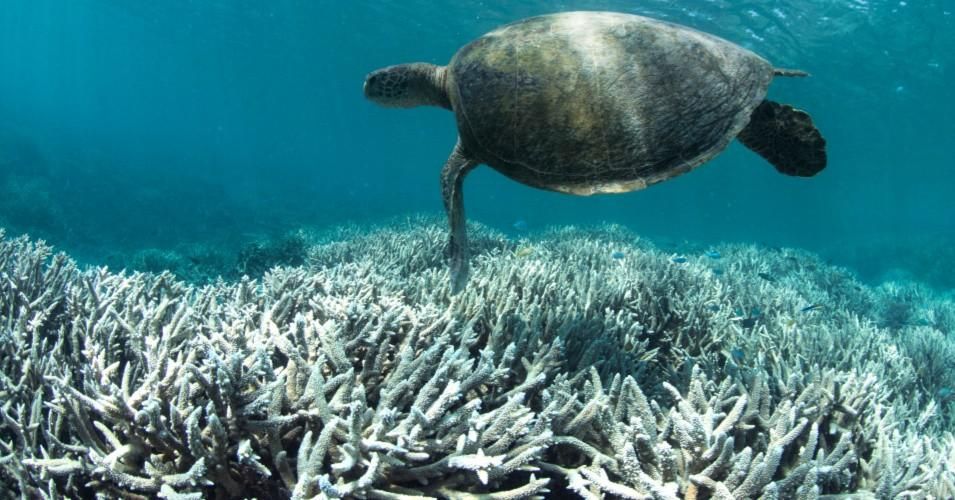 More than half of all corals in the Great Barrier Reef off the east coast of Australia have died due to heat stress over the past 30 years. (Photo: The Ocean Agency/XL Catlin Seaview Survey/Richard Vevers)