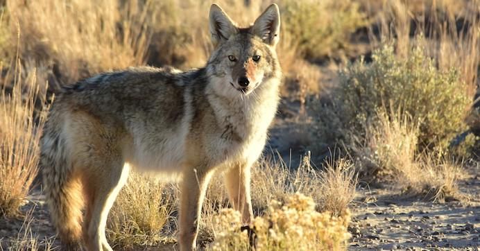 In 2019, the USDA's Wildlife Services program intentionally killed roughly 62,000 coyotes