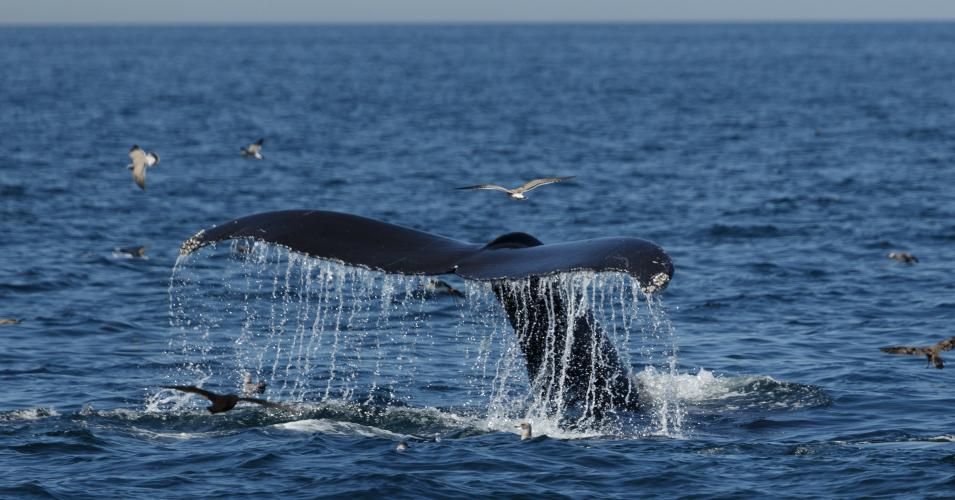 "Like one of America's very first national monuments, the Grand Canyon, the Northeast Canyons and Seamounts is a natural treasure," said NRDC's KateDesormaeu. "It provides habitat for a wide range of species, from endangered whales to Atlantic puffins to centuries-old deep-sea corals."(Photo: stephenallen75 / iStock / Getty Images Plus)