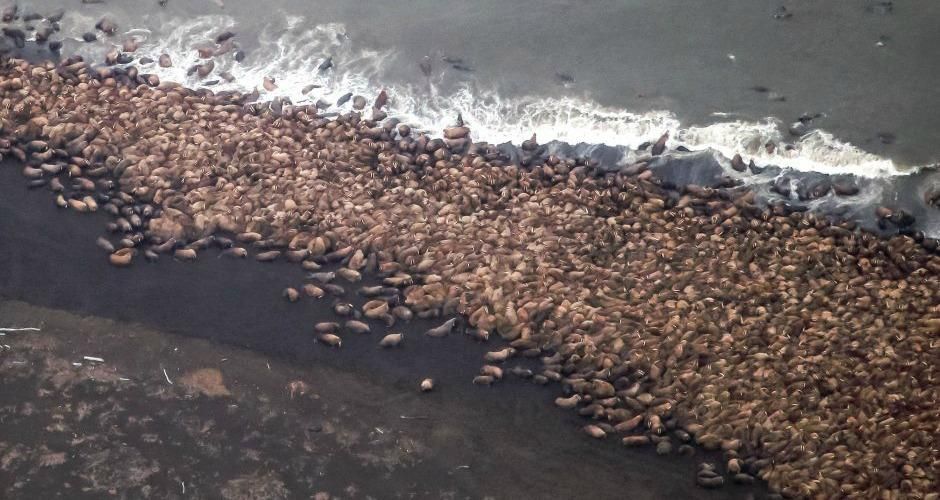 Close-up of an estimated 35,000 walrus haulout on a barrier island near Pt. Lay on September 27, 2014. (Photo: Corey Arrardo / NOAA/NMFS/AFSC/NMML)