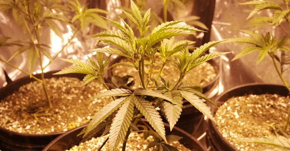 All three marijuana legalization ballot measures passed on Tuesday night. (Photo: Mark/flickr/cc)