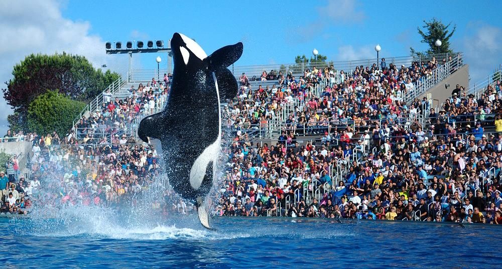 Opinion | Enough Abuse: Close Seaworld | Pierre Tristam