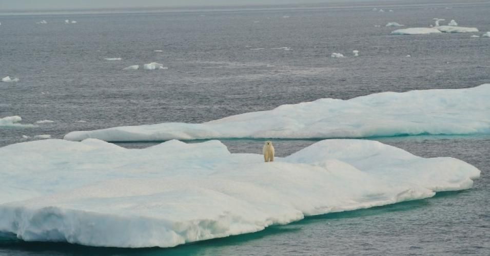 Ice floe with polar bear in Beaufort Sea. (Photo: NOAA Photo Library)