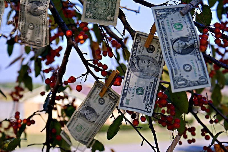 The second truth is one that many people suspected but were too timid to call out: the money-tree is real. (Photo: Stephen McGee/flickr/cc)