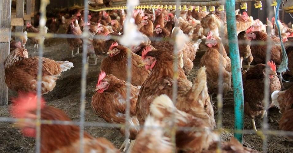 The level of suffering the vast majority of chickens in our nation’s food supply chain endure is unimaginable to most—and it’s cruelty that shouldn’t exist. (Photo: Food & Water Watch)