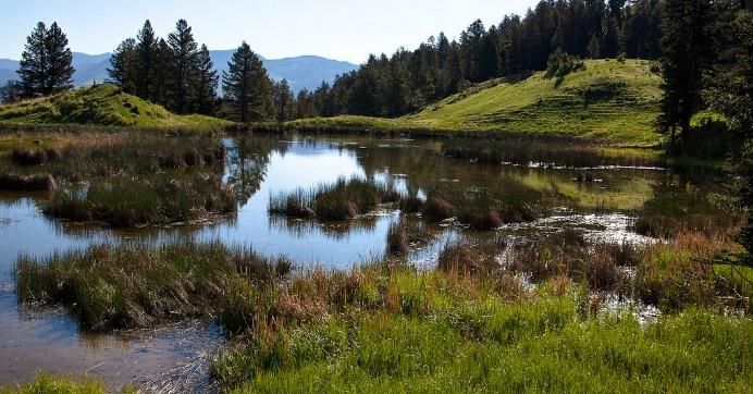 Beaver ponds at Yellowstone National Park. (Photo: alh1/flickr/cc) 