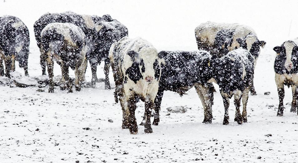 As “freak” weather events become the new norm, farmers and ranchers must take the necessary precautions to protect their animals from cold-weather-related injuries and illnesses.