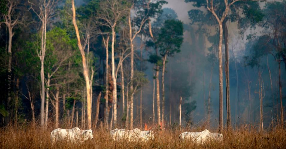 View of a cattle with fire behind in the Amazon rainforest near Novo Progresso, Para state, Brazil, on August 25, 2019 - Brazil on Sunday deployed two C-130 Hercules aircraft to douse fires devouring parts of the Amazon rainforest, as hundreds of new blazes were ignited and a growing global outcry over the blazes sparks protests and threatens a huge trade deal. (Photo: Joao Laet/AFP via Getty Images)