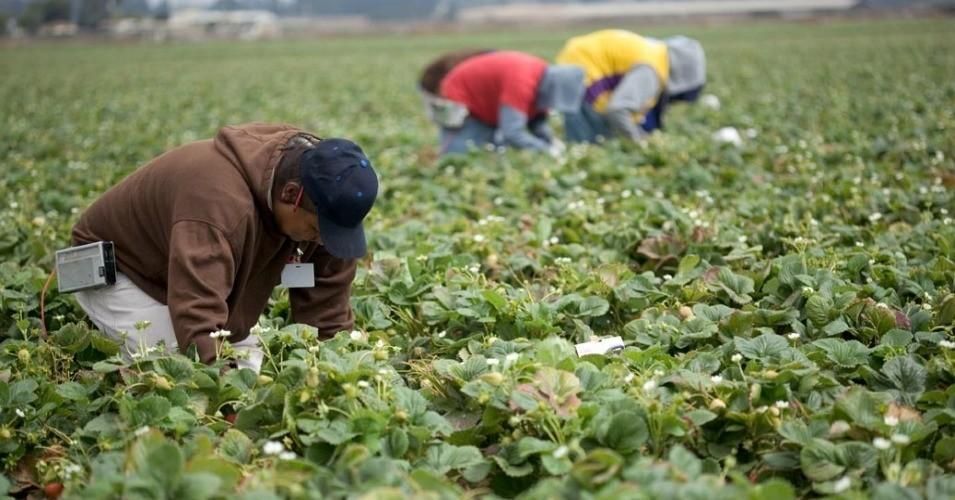 Agricultural workers work in Salinas, California. 