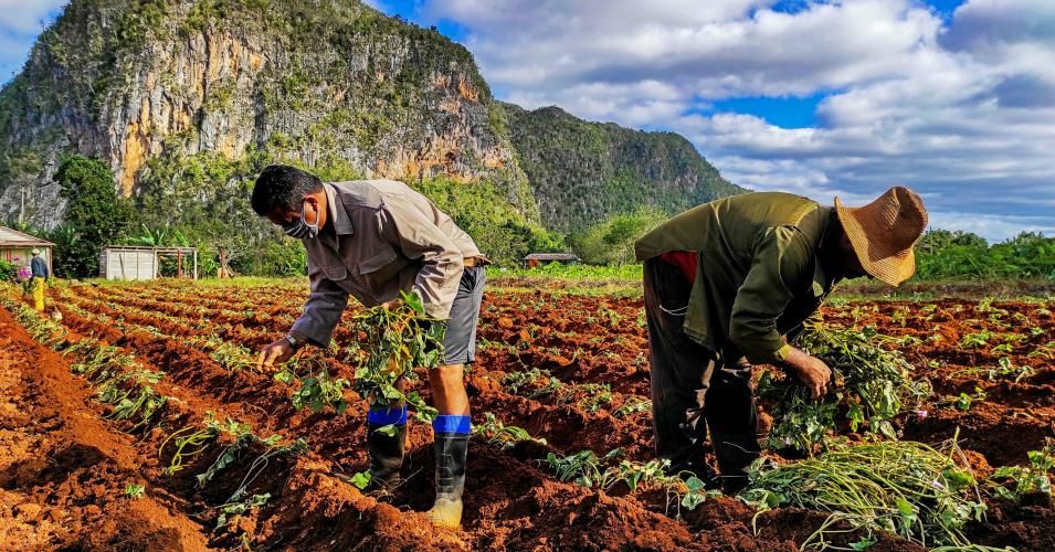 Cuban farmers work in their lands in Vinales, Pinar del Rio province, Cuba, on January 10, 2021. (Photo: Yamil Lage/AFP via Getty Images)