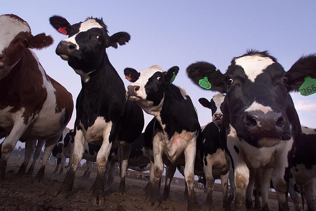 Cattle are a major source of pollution in the San Joaquin Valley, methane, as well as the dusk fills the air around Fresno. Today, this 300–mile long stretch of factory farms and sprawling suburbs is the worst region in America to breathe. (Photo by Spencer Weiner/Los Angeles Times via Getty Images)