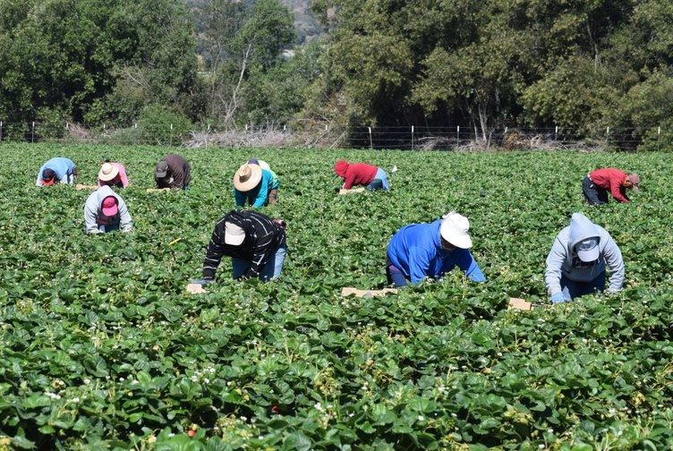Covid-19, the coronavirus sickening and killing unprecedented numbers of people around the world, has caused the US government to rethink its position with regard to the massive workforce that grows and harvests the nation’s food. (Photo via salud-america.org)