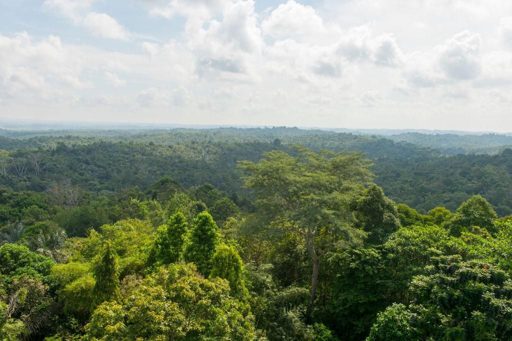 Indonesian Borneo Rainforest. (Photo by Wolfgang Kaehler/LightRocket via Getty Images)