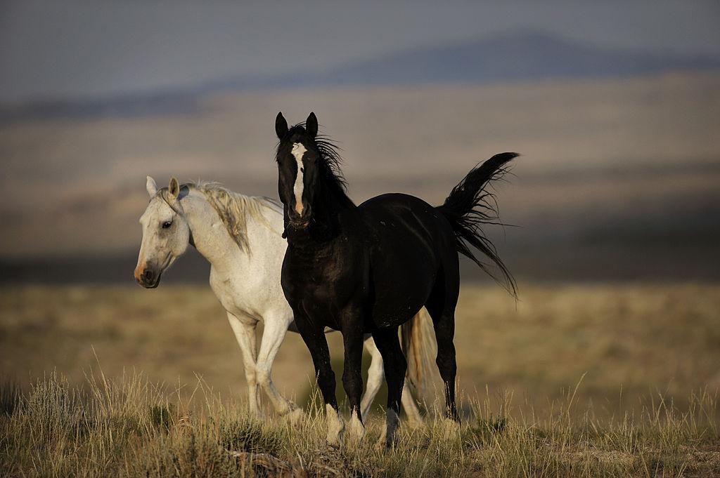 When it comes to our nation’s beloved wild horses, the Trump administration has called for accelerated mass roundups to remove these animals from their natural habitats on public lands to placate ranchers, who view them as competition for grazing. (Photo By Joe Amon/The Denver Post via Getty Images)