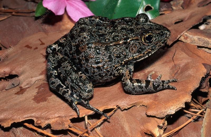 The Trump administration is trying to fully exploit a 2018 Supreme Court decision that vacated a lower court approval of the Obama administration’s plans to establish critical habitat for the highly endangered dusky gopher frog. (Photo: Suzanna L. Collins / Science Photo Library)