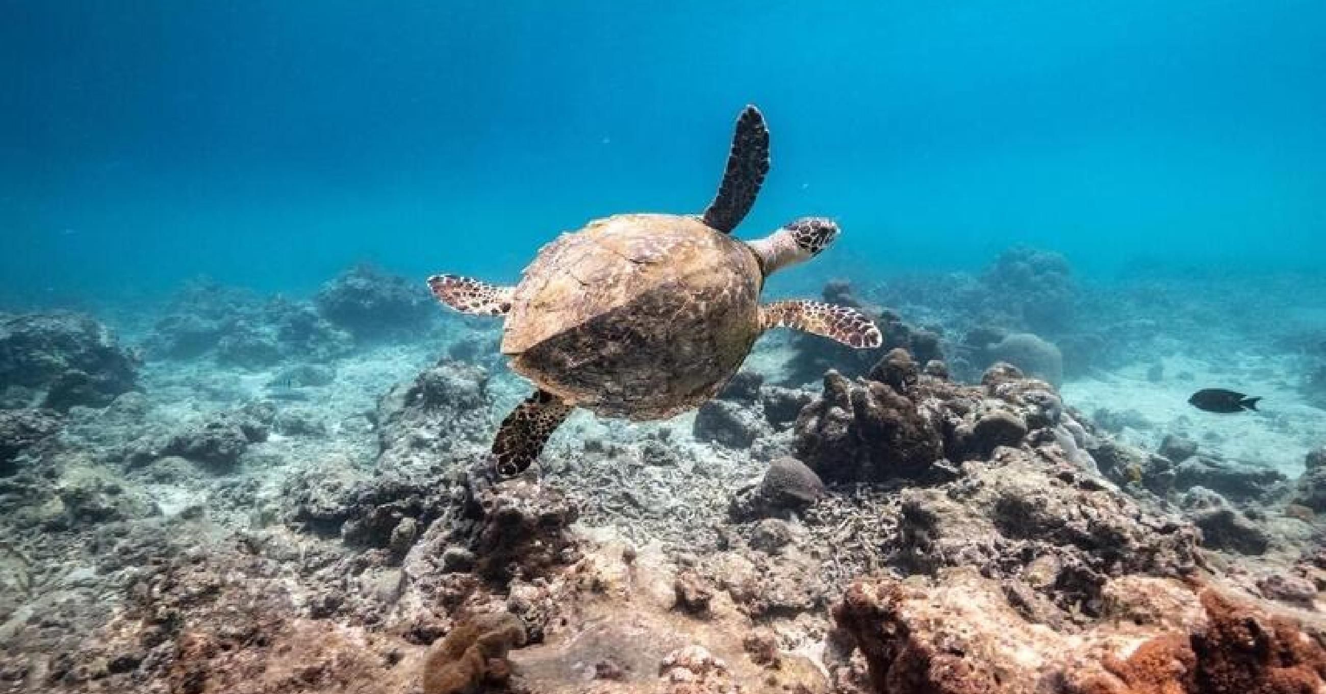 A Hawksbill turtle swims off the coast of Mahe, Seychelles. (Photo: Tommy Trenchard/Greenpeace)