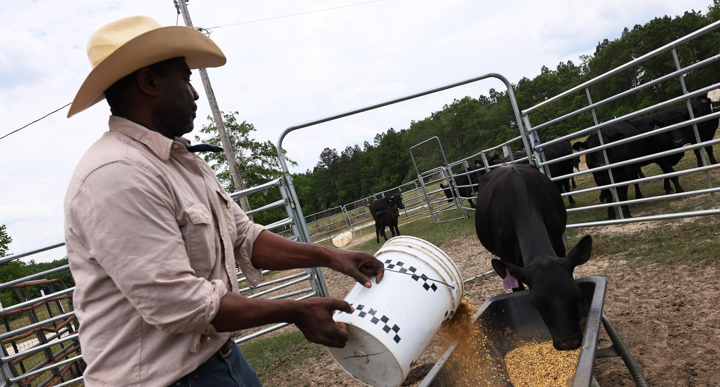 Handy Kennedy, founder of AgriUnity cooperative, feeds his cows on HK Farms on April 20, 2021 in Cobbtown, Georgia.