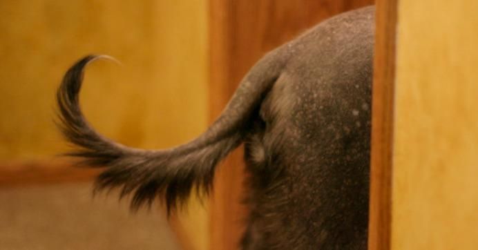 A dog's hindquarters