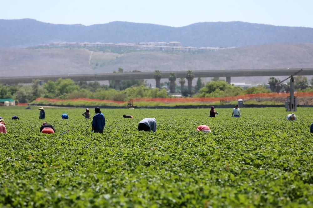 Migrant farm workers, Lake Forest, California (Photo: Shutterstock)
