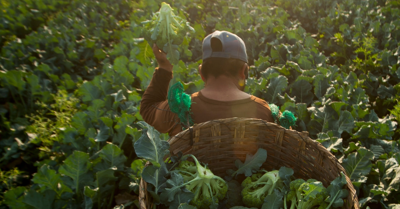 A farmer works on a broccoli field in San Bartolo, municipality, Cadereyta, Nuevo Leon state, Mexico on March 14, 2020. (Photo: Julio Cesar Aguilar / AFP)