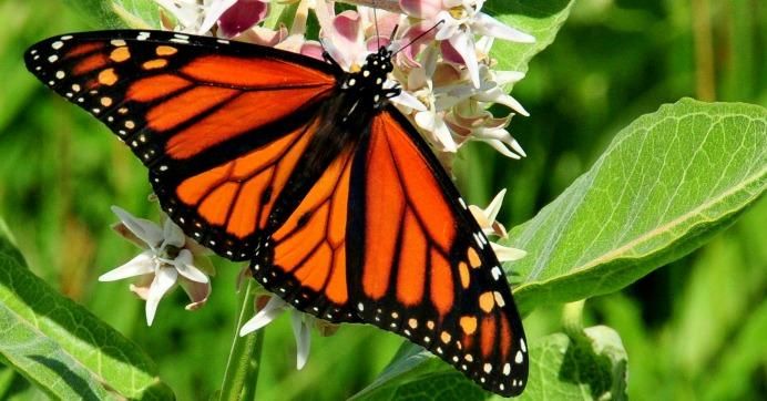 A monarch butterfly on milkweed