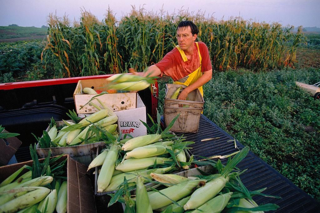 A farmer harvests fresh corn cobs from the field into his truck for Prairie Crossing, a community sponsored organic farm in Grayslake, Illinois, USA. (Photo: © Ralf-Finn Hestoft/CORBIS/Corbis via Getty Images)