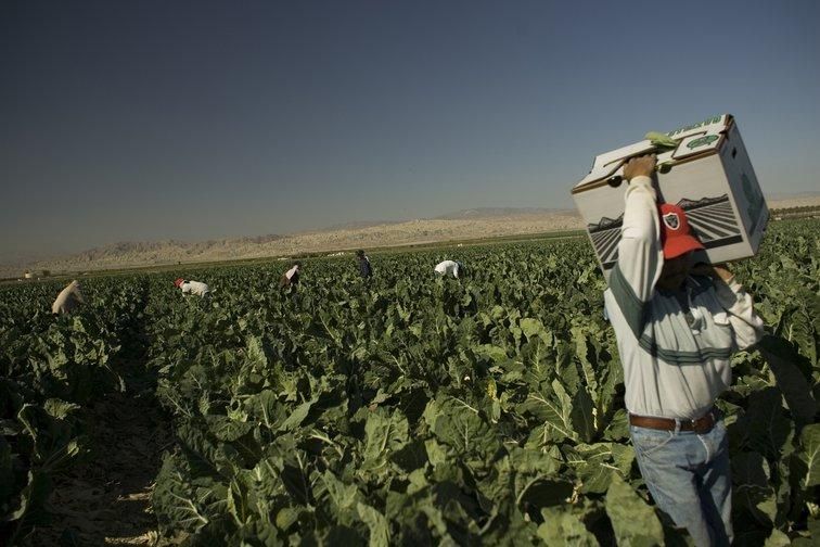A team of immigrant farmworkers clean the remains of a field near Coachella, Calofornia. (Photo: Robert Gallagher/ZUMA Wire/PA Images) 