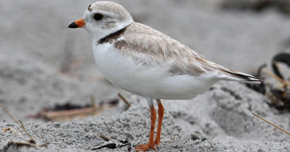  A piping plover
