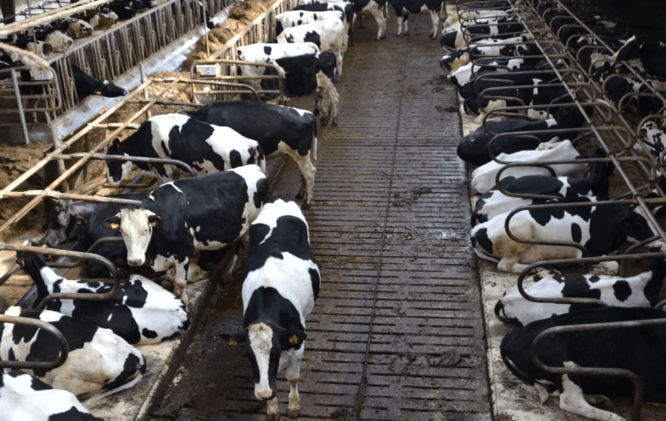 In the midst of this pandemic, we must do everything possible to spare millions of animals from unnecessary suffering and death. (Photo: Peakpx)