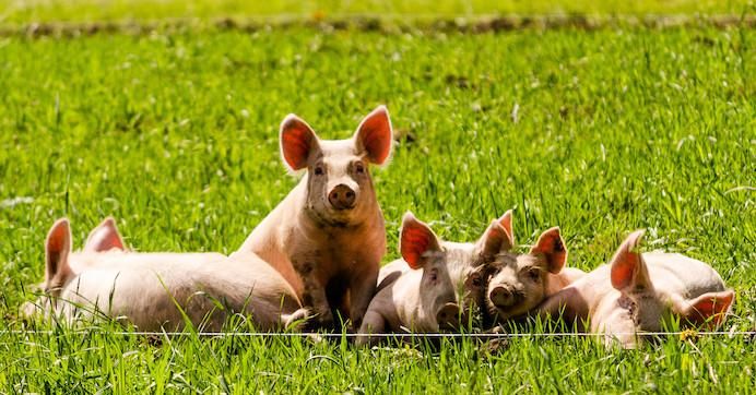 happy pigs in pasture