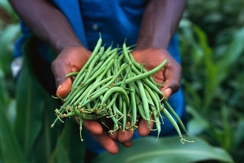 Agroecology has been lauded as an approach that should guide the transformation of food and agriculture systems. (Photo by Wendy Stone/Corbis via Getty Images)