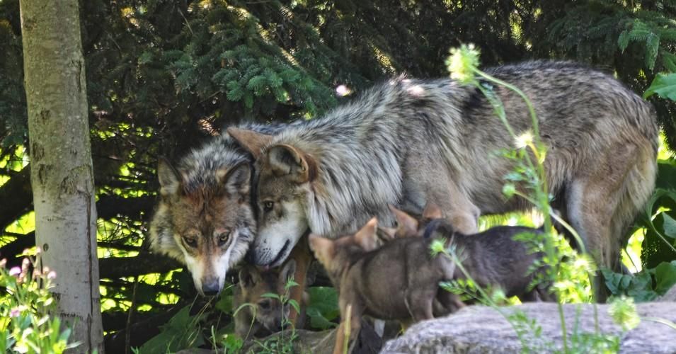 A family of gray wolves tends to their pups. After 45 years, gray wolves were delisted from the Endangered Species Act by the Trump administration on January 4, 2021. (Photo: Chad Horwedel/Flickr/cc)