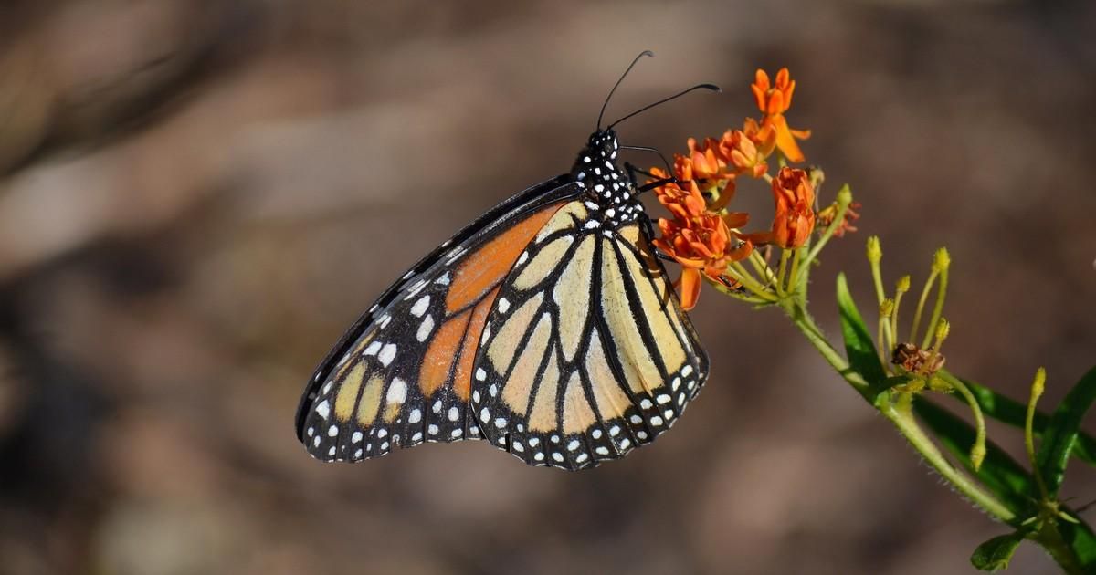 biden-epa-roundup-drift-harm-monarchs