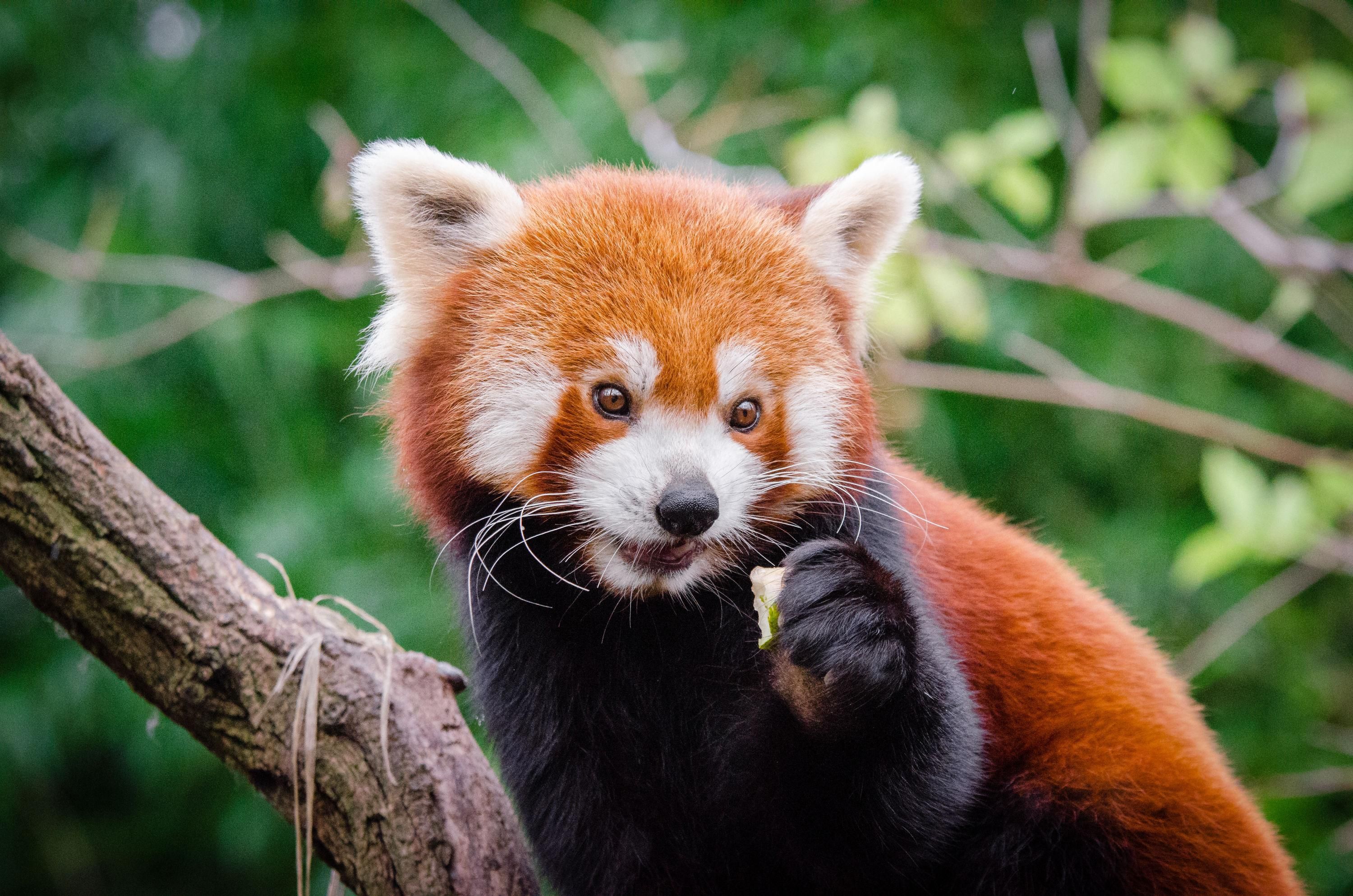 red panda