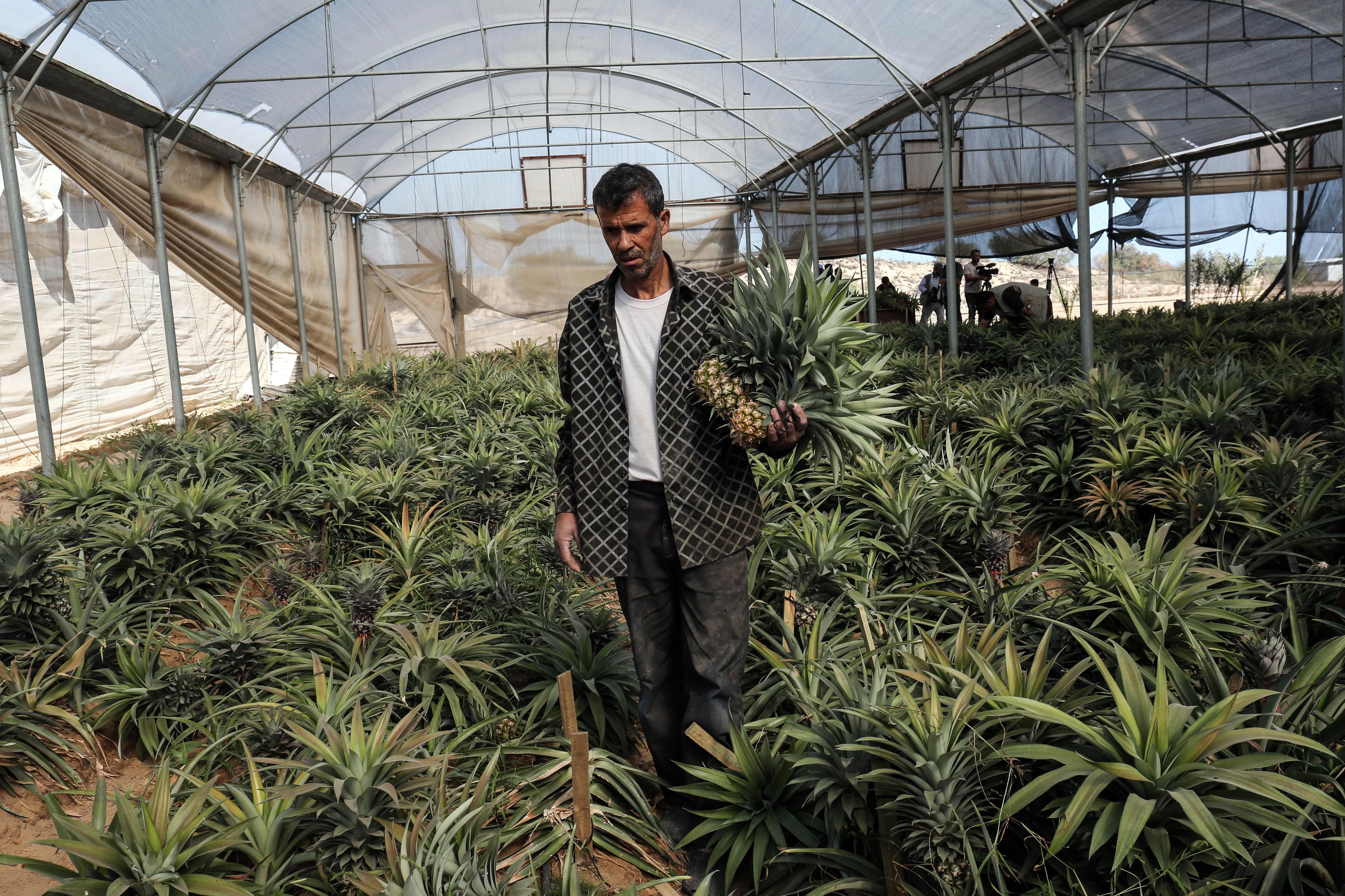 A Palestinian man picks pineapples during a harvest at a farm in Khan Yunis, in the southern Gaza Strip on November 9, 2017. According to the Union of Agricultural Work Committees, this is the first time in the past decade that pineapples have been successfully cultivated in the Gaza Strip.