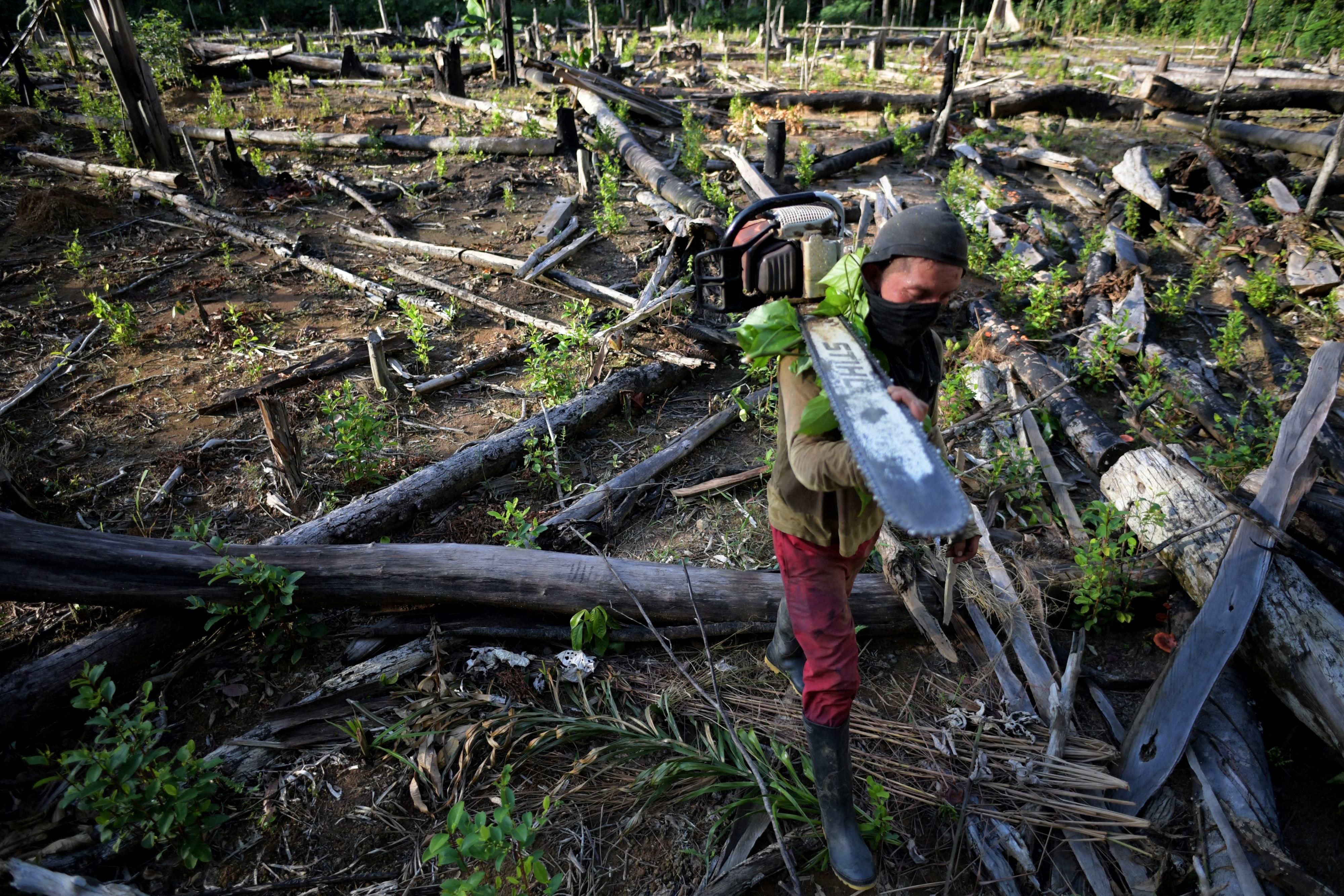 Amazon deforestation