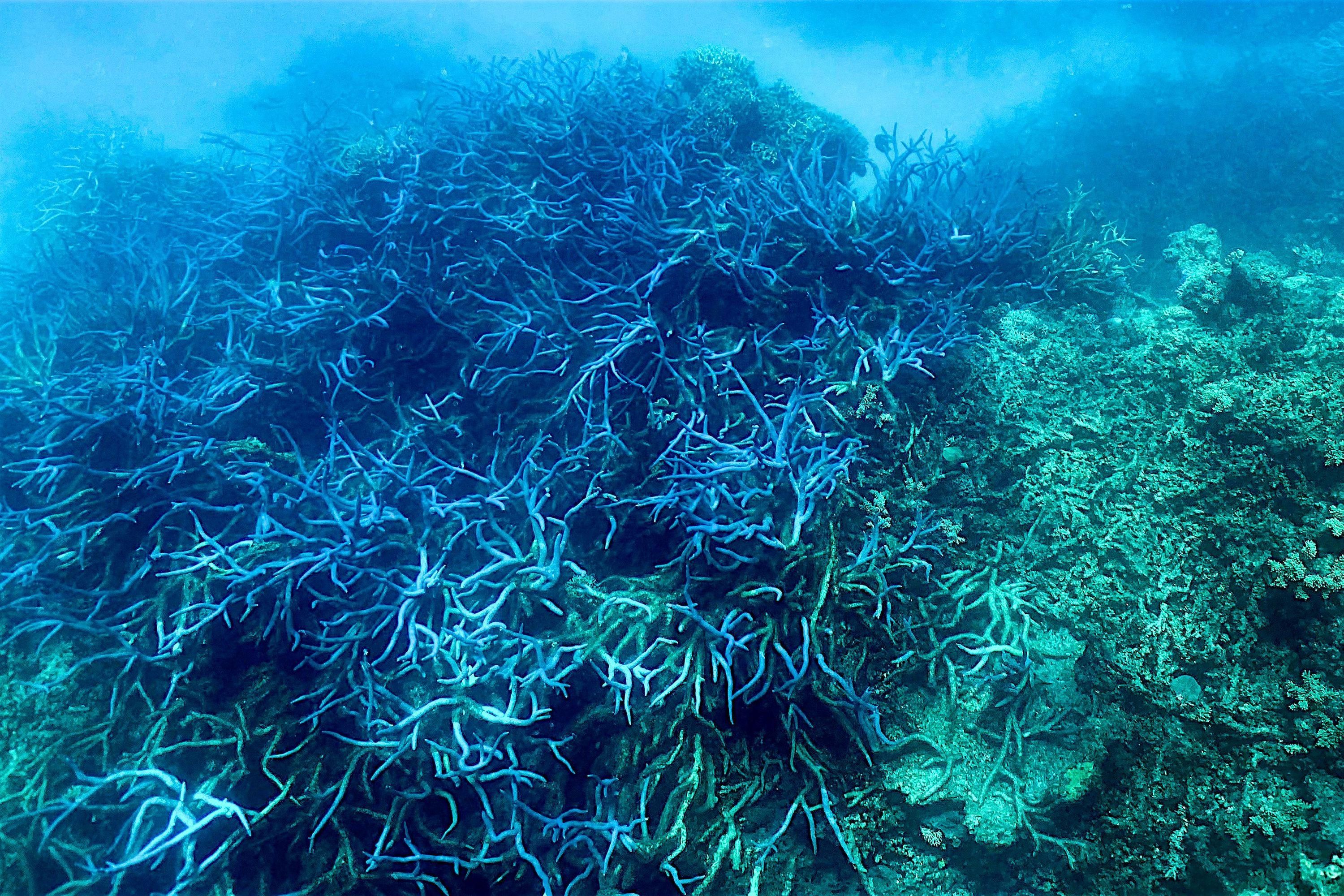 This picture taken on March 7, 2022 shows the current condition of coral on the Great Barrier Reef, off the coast of the Australian state of Queensland.