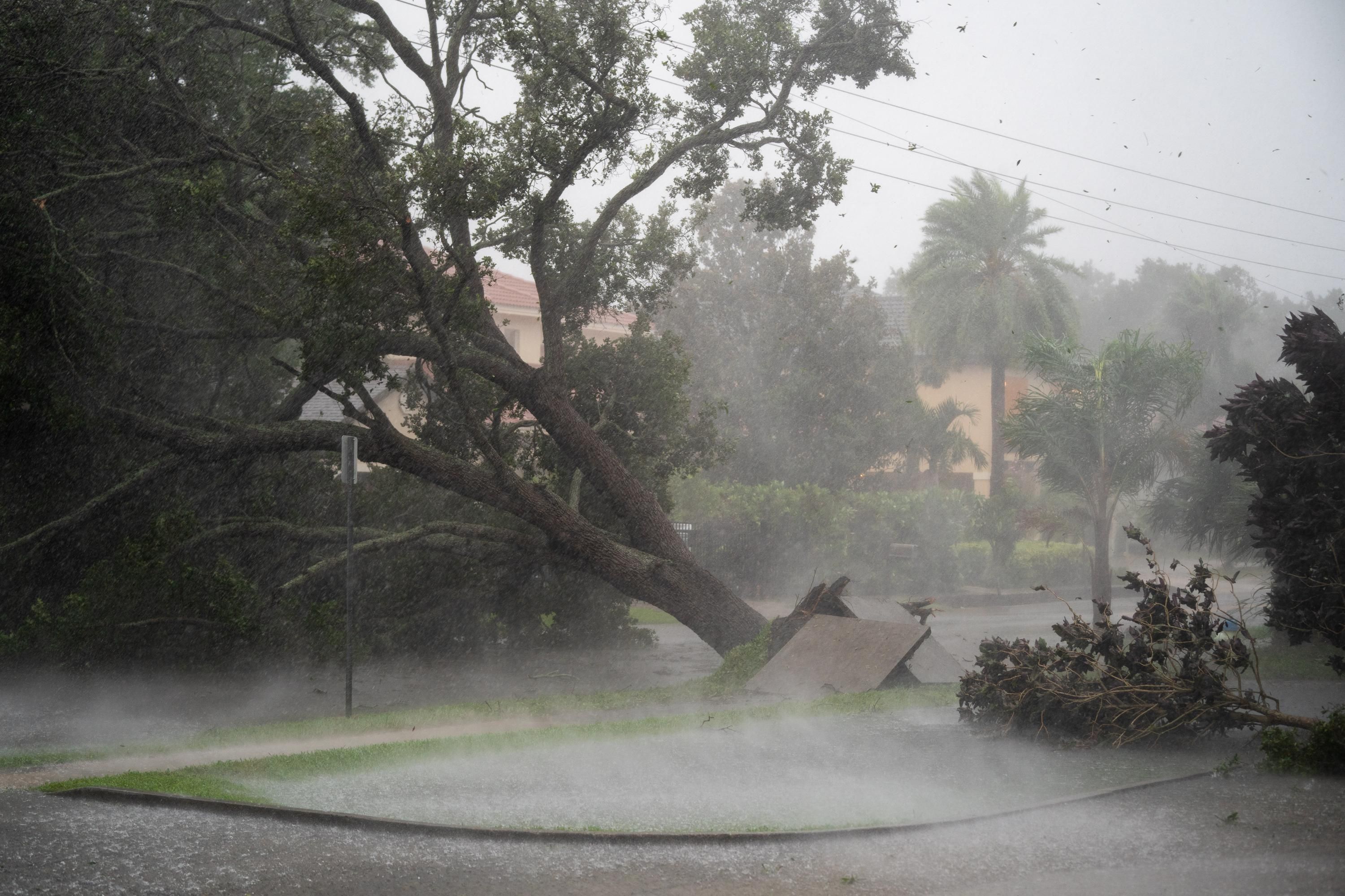 A tree is uprooted by Hurricane Ian in Sarasota, Florida