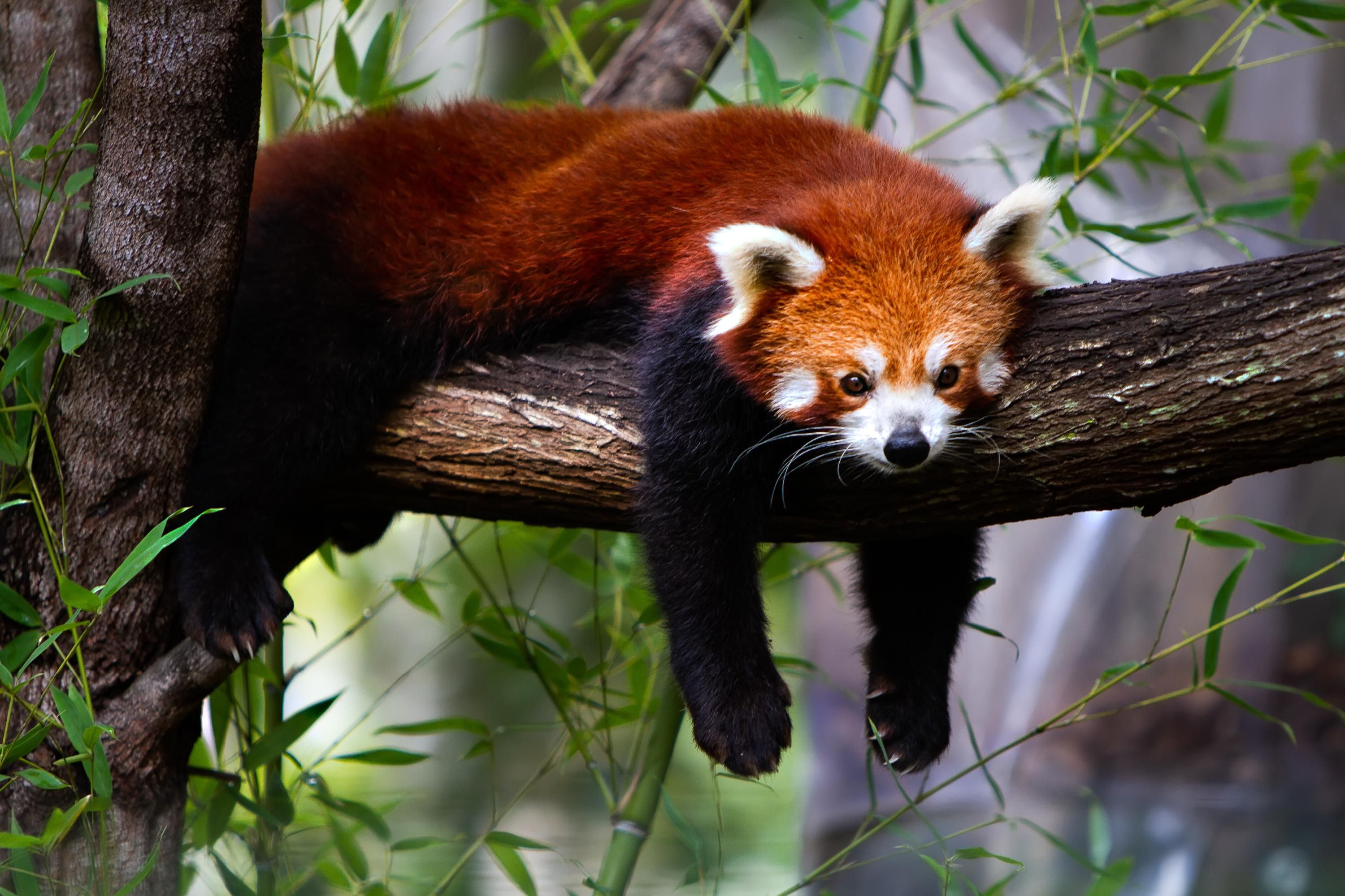 red panda
