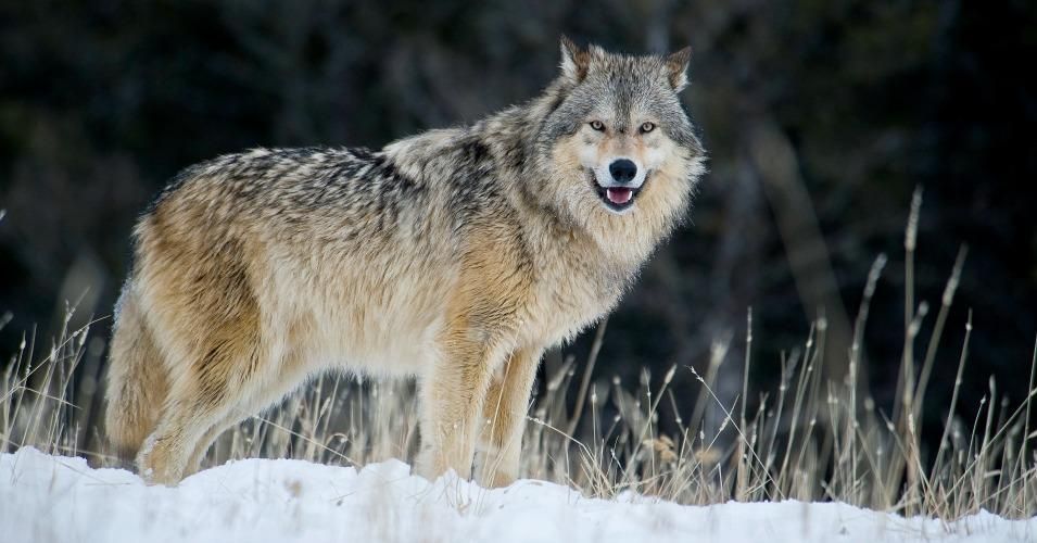 "The largest canine native to North America, gray wolves were once common throughout more than two-thirds of the lower 48 states," before being "nearly wiped out in the mid-20th century due to habitat loss and deliberate eradication efforts," Environment America explained in a statement released on Thursday, October 29, 2020. (Photo: Dennis Fast/VWPics/Universal Images Group via Getty Images)