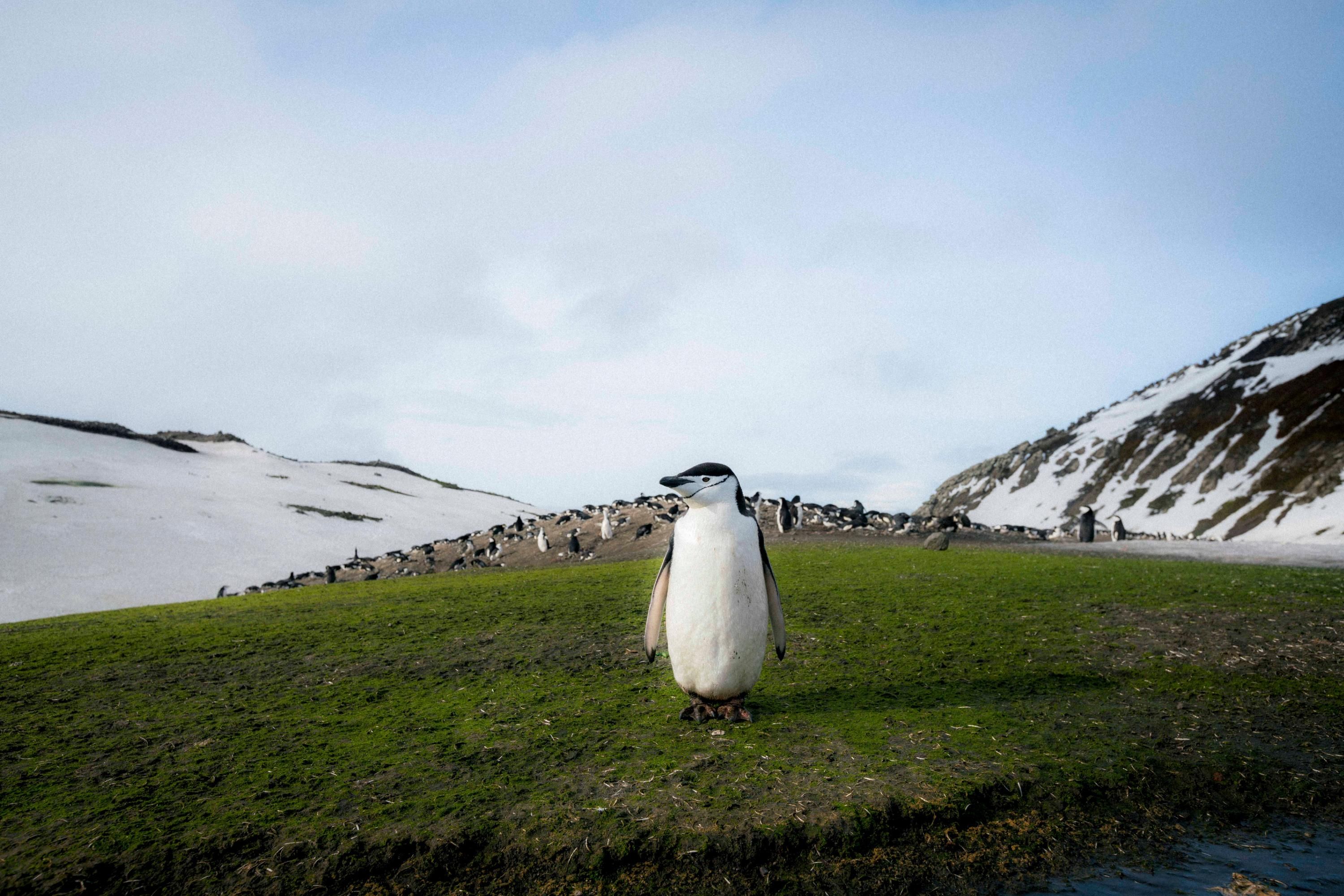 Flourishing Plants in Antarctica Seen as Possible 'Climate Tipping Point'