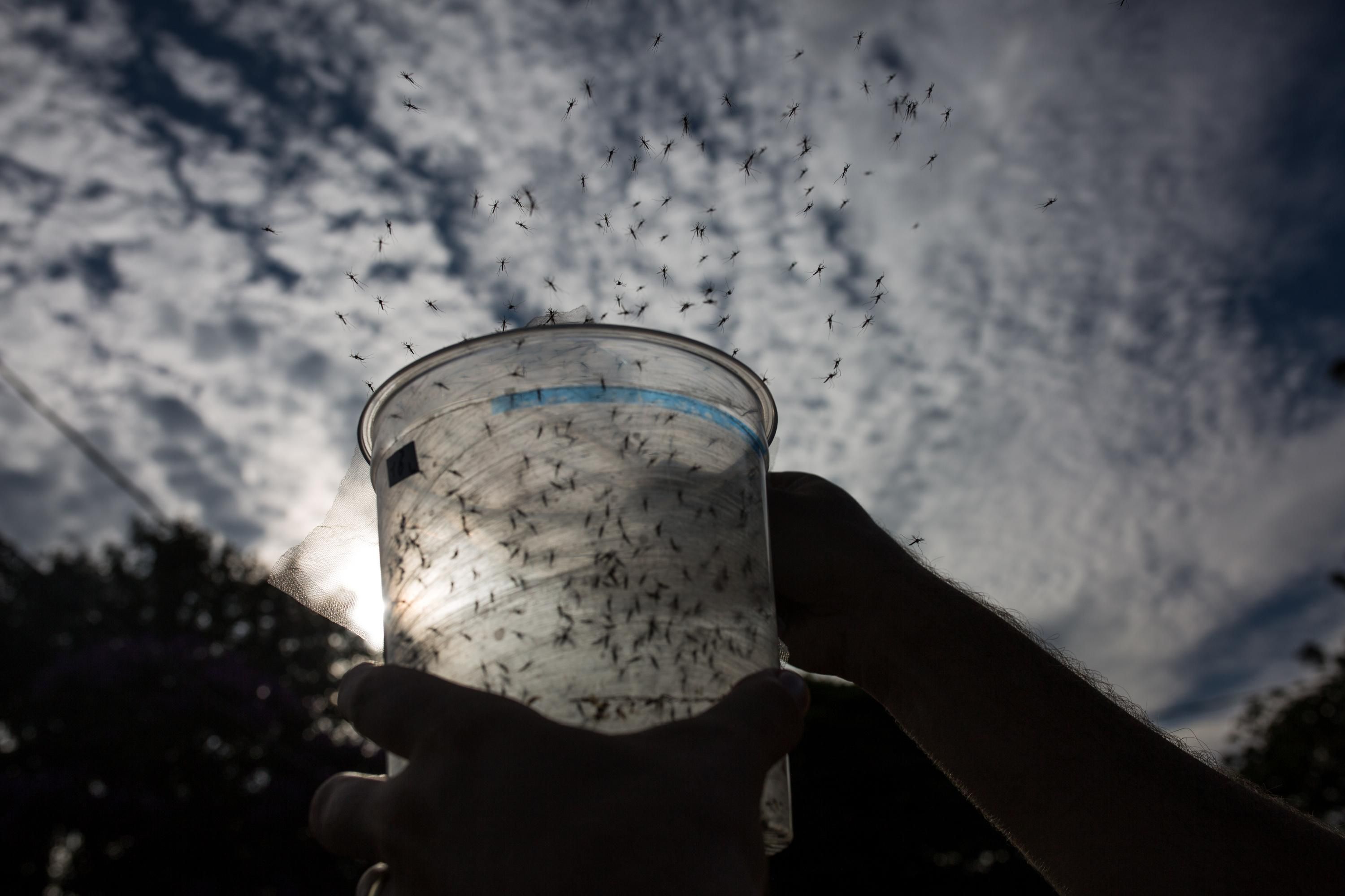 Milliarden von gentechnisch veränderten Mücken freigesetzt