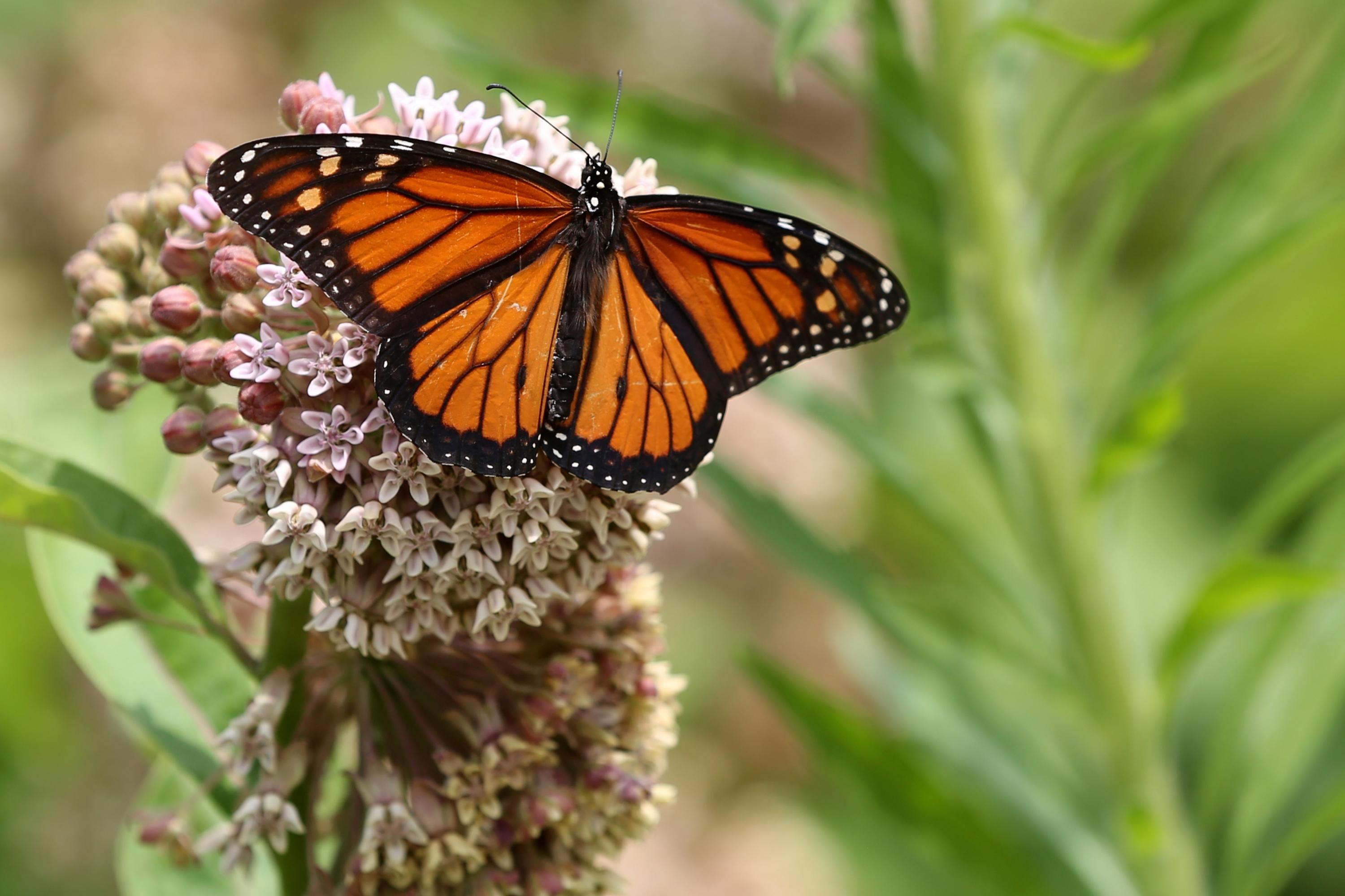 Climate Crisis Pushes Migratory Monarch Butterflies Onto Endangered List
