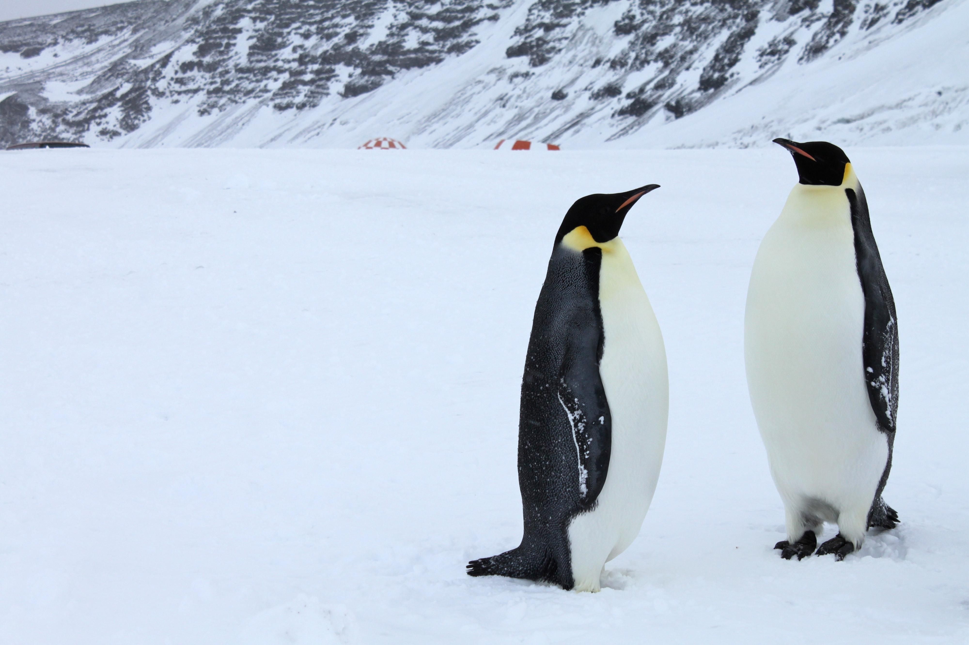 New Protections for Emperor Penguin Reflect ‘Growing Extinction Crisis’ Radio Free